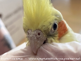 Grabmilben am Schnabel