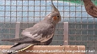 Hallo, ich bin Fleur