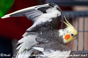 Lili wird von ganz nah geduscht