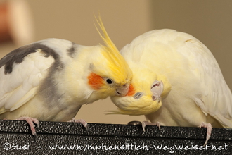 Luna (Weibachen) wird von Sunshine (Männchen) verwöhnt und am Kopf gekrault