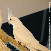 Weißkopf Lutino - Flügel von oben