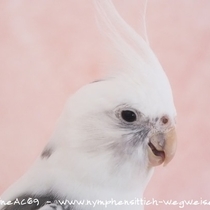 Weißkopf Schecke - Kopf