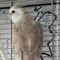 Weißkopf Zimter Hanhn - Rücken