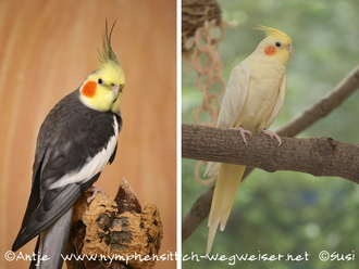 wildfarbener Hahn und Lutinohenne