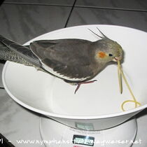 wildfarbener Jungvogel - Geschlecht unbekannt