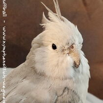 Weißkopf zimtfarbene Kopffleckscheckenhenne - Kopf