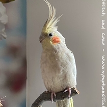 zimtfarben geperlter Jungvogel