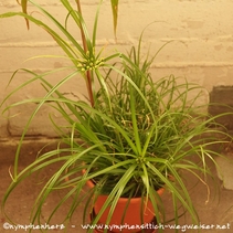 blühendes Zypergras