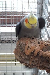 Admiral Wobbles im April 2021