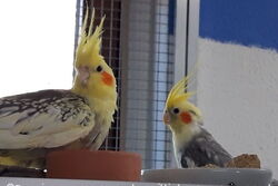 Blondie mit Timmi im Mai 2021