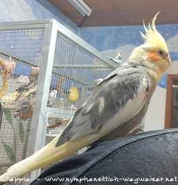 Charles im Oktober 2024