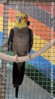 Charlie im Januar 2024