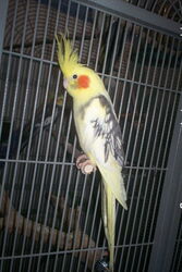 Frau James am Urlauber-Palace