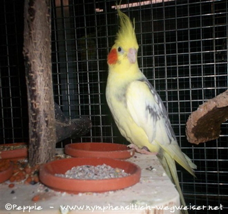 Frau James auf der Hänge-Futterbar