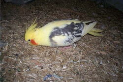 Frau James wühlt am Boden