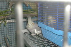 Gretel neben Jacko im Domizil