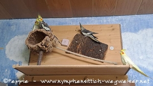 Heidi, Cuddles, Mecki und Gary im Juli 2024