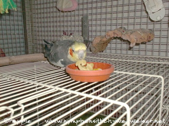 Jacko schmecken die Nudeln