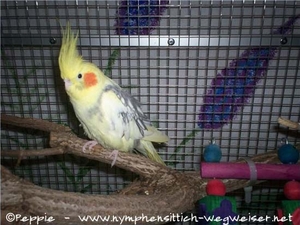 James auf dem Holunderast