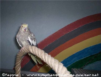 Lilli und der Regenbogen