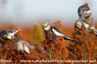 wilde Nymphensittiche in Australien