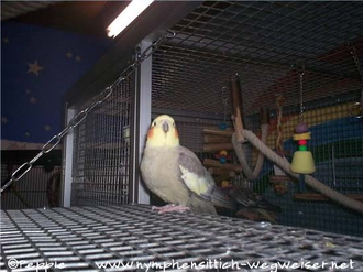 Manni auf der Anflugklappe