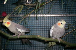 Manni und Lissy am grünen Weidenast