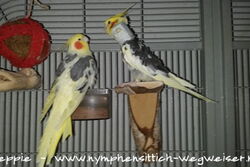 Peaches und Piku im Sun Palace