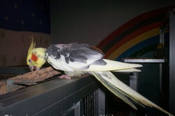 Piku am Korkeichenast