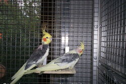 Piku mit Chico auf dem Sitzbrettchen