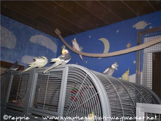 Freiflug der Patennymphies