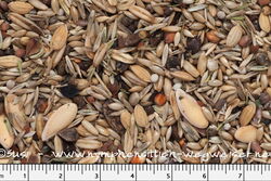 Sittichfutter hirsefrei von Birdsandmore