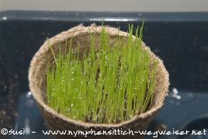 Frische Oase - es ist etwas gewachsen