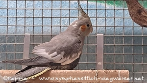 Hallo, ich bin Fleur