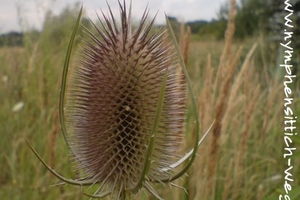 Kardendistel - Samenkopf