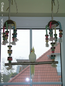 Lutino auf der Kokosnussschaukel