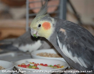 Pellets zusätzlich zum Körnerfutter anbieten