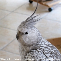 Weißkopf geperlt - Kopf