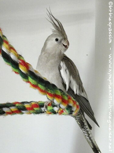 Weißkopf zimtfarbenes Weibchen