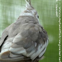 Weißkopfzimtfarbenes Kopffleckscheckenmännchen von hinten