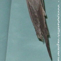 Weißkopf - Zimt - Kopffleckschecke - Hahn - Schwanzunterseite