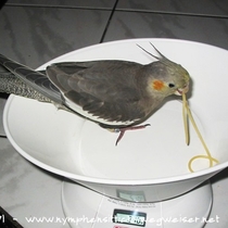 wildfarbener Jungvogel - Geschlecht unbekannt