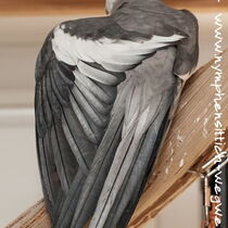 Weißkopf wildfarben Hahn - Flügel von oben