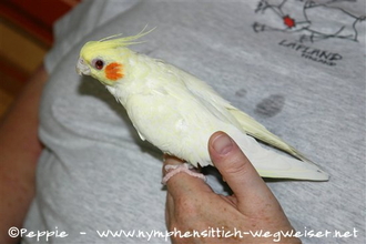 Tweety an ihren letzten Tagen