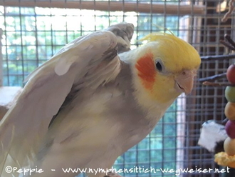 Bilder von Charlie im Juni 2020