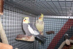 Lindbergh und Tiffi in der Lounge