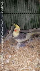 Otto wuselt am Boden