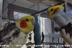 Peaches und Piku am Sun-Palace