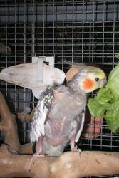 Skinny futtert Salat