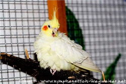 Maja auf dem Spieleast